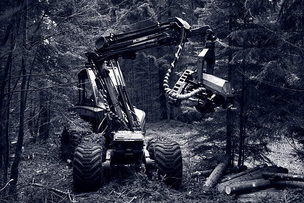 Buncher harvester in the woods moving fallen trees