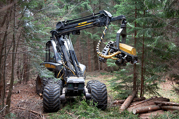 Harvesting with forest machinery. Heavy feller buncher with chains in forest.